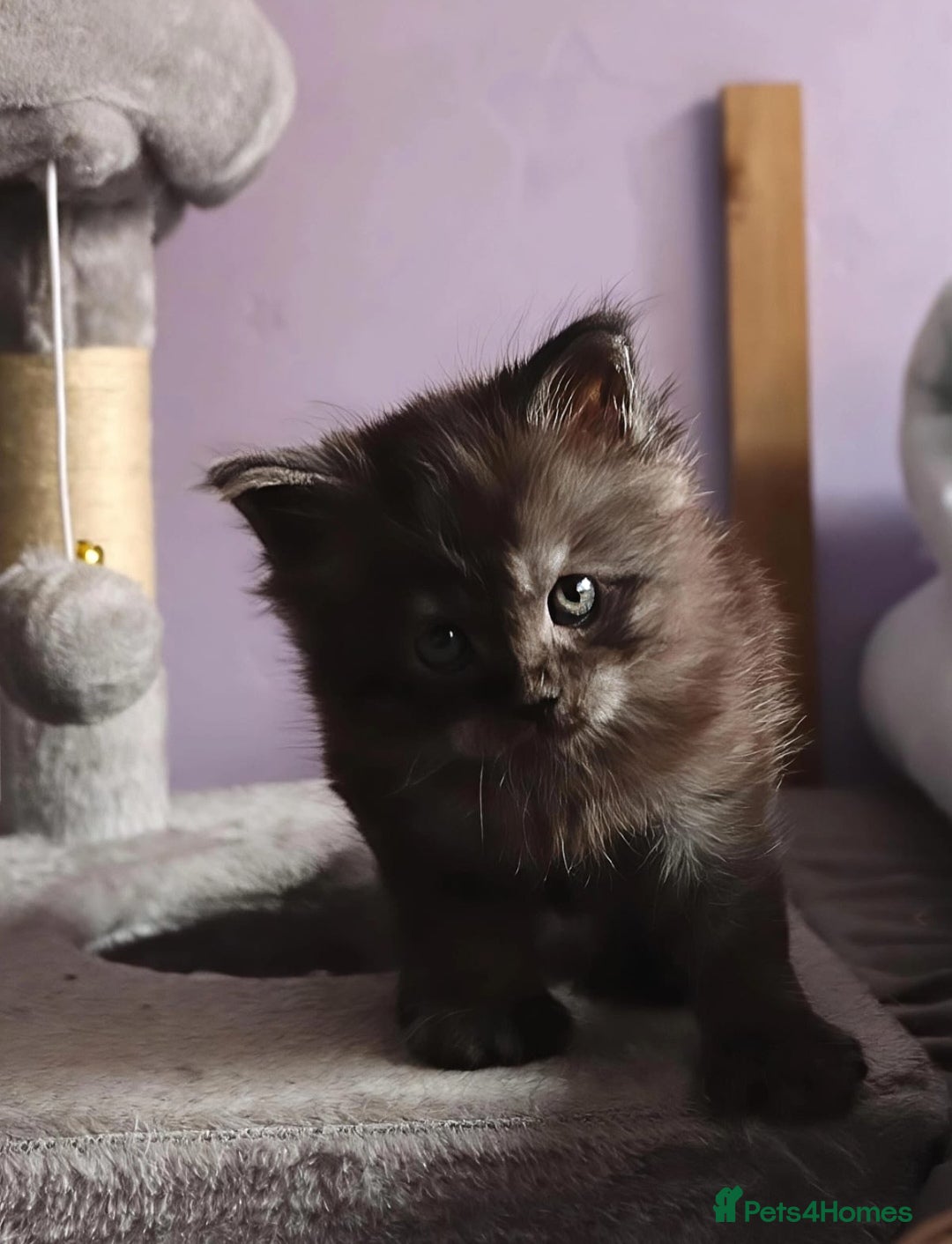 Maine Coon cats Xl polydactyle Black smoke maine coon - Advert 10