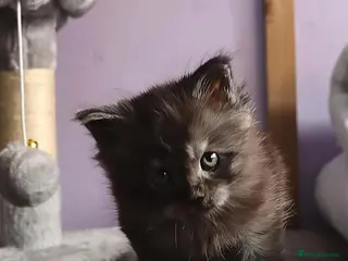 Maine Coon cats Xl polydactyle Black smoke maine coon - Advert 10