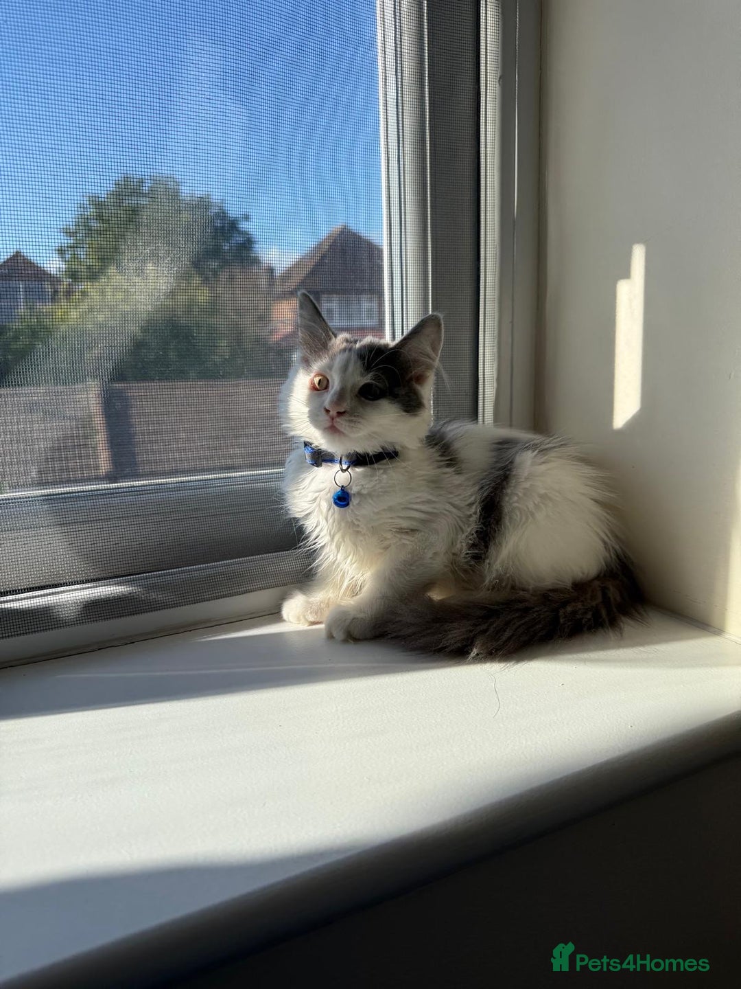 Mixed Breed cats for sale: Adorable Ragdoll and Norwegian Forest Kittens - Image 13