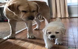 Labrador Retriever dogs for sale: Labrador Retriever Puppies For Sale. - Image 10