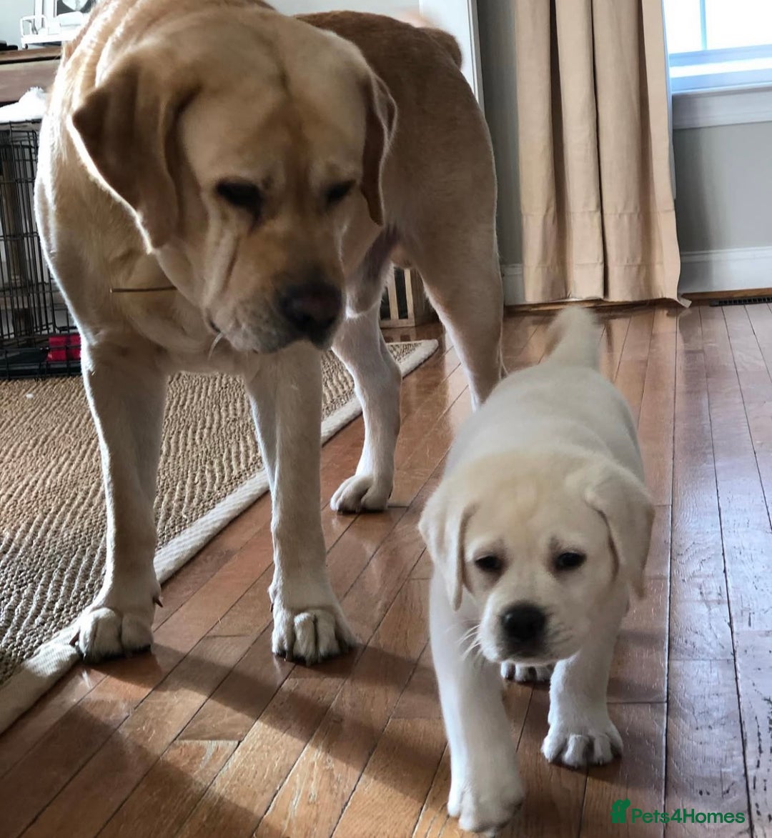 Labrador Retriever dogs for sale: Labrador Retriever Puppies For Sale. - Image 10