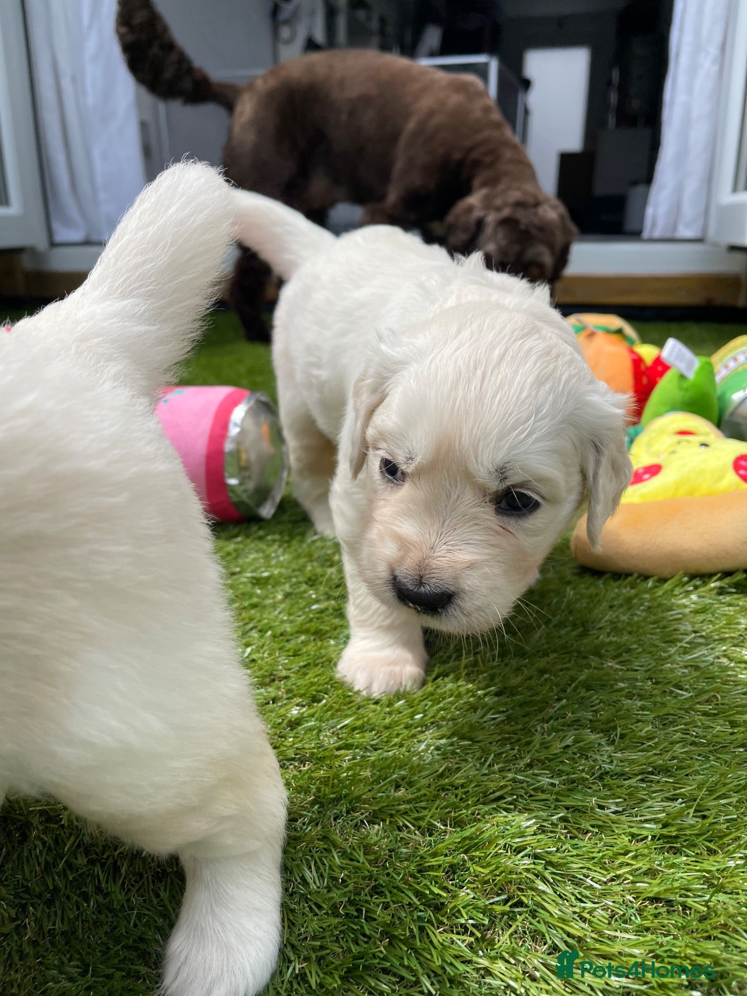 Golden Retriever dogs for sale: ⭐️Ready from 14th July⭐️ - Advert 1