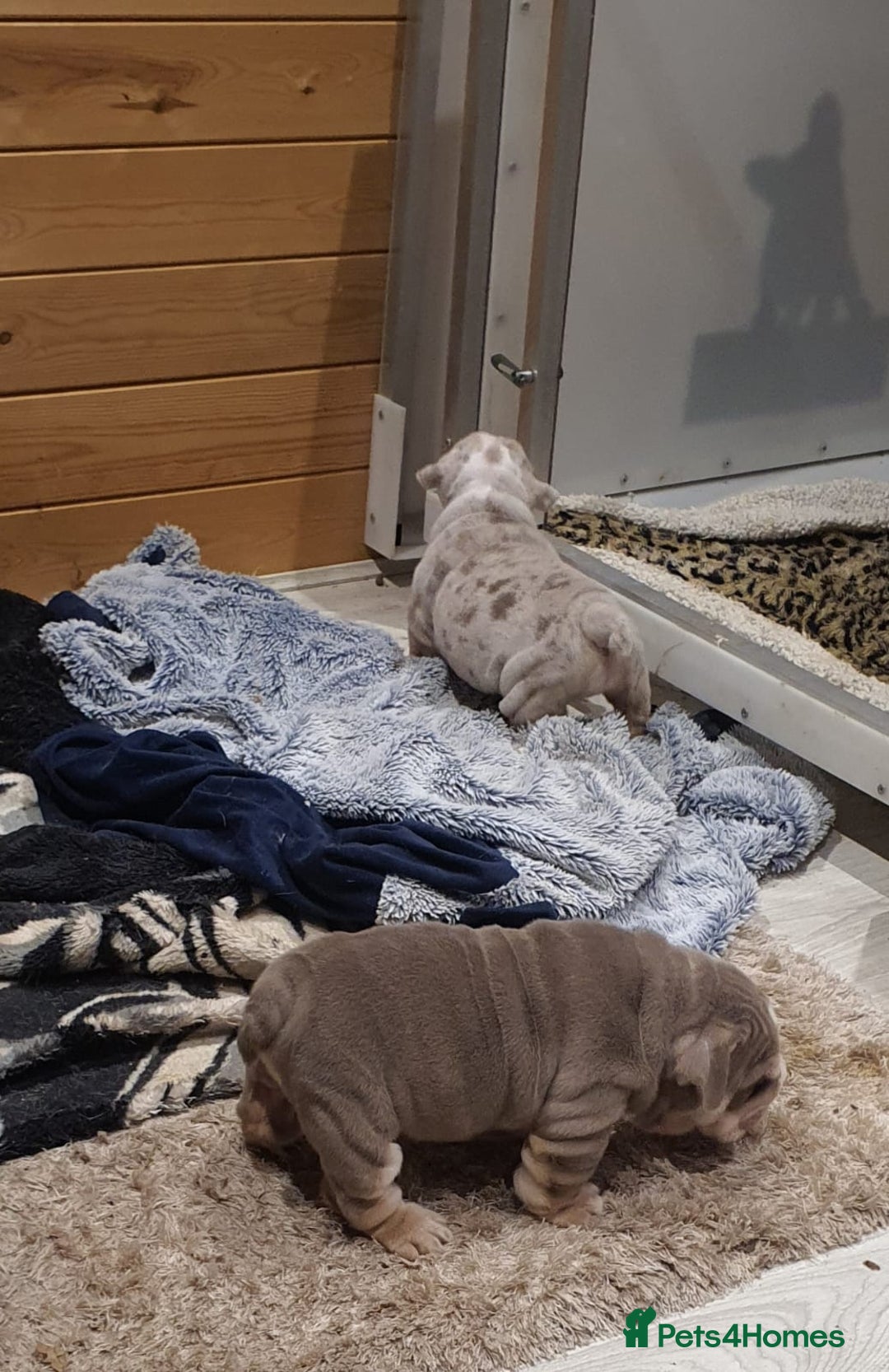 English Bulldog dogs for sale: Stunning English bulldog - Advert 4