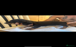 Dachshund dogs for sale: 4 Dachshund puppies for sale  - Image 3
