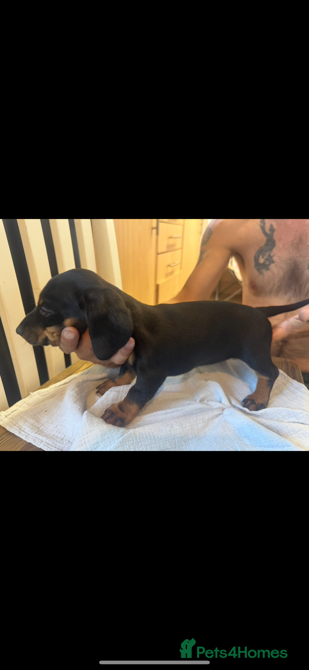 Dachshund dogs for sale: 4 Dachshund puppies for sale  - Image 3