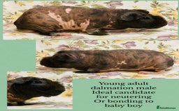 Guinea Pig rodents for sale: Skinny pig, werewolf and Baldwin breeder - Advert 12