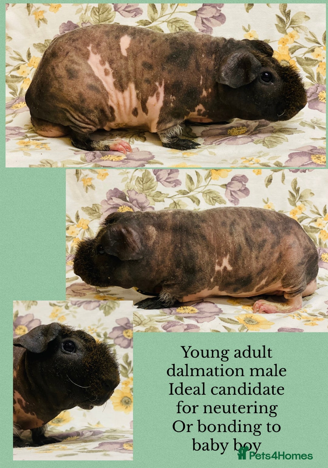 Guinea Pig rodents for sale: Skinny pig, werewolf and Baldwin breeder - Advert 12