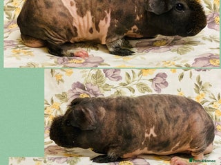 Guinea Pig rodents Skinny pig, werewolf and Baldwin breeder - Advert 6