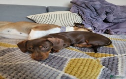 Dachshund dogs for sale: Mini choco dachshund - Image 4