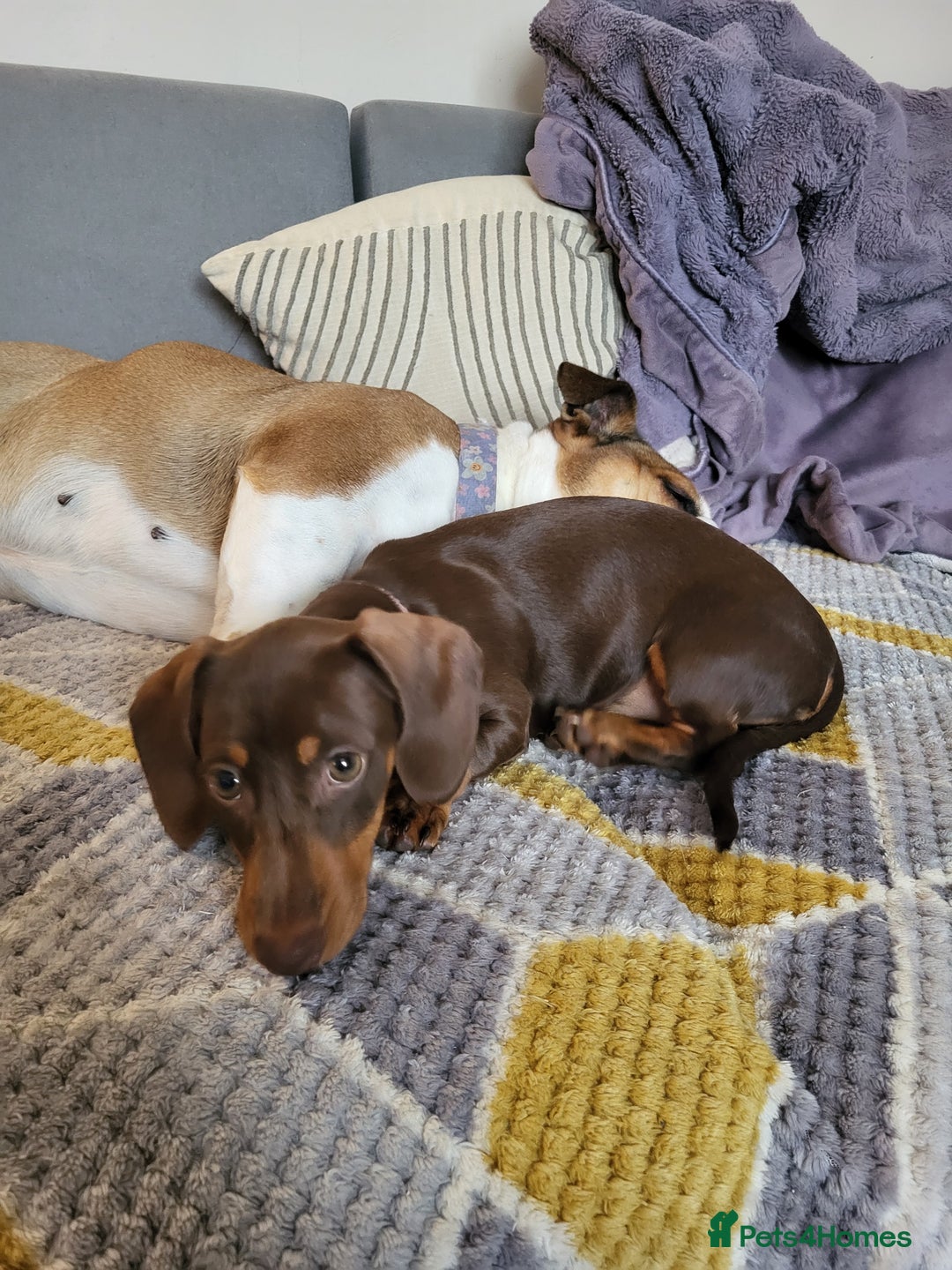 Dachshund dogs for sale: Mini choco dachshund - Image 4