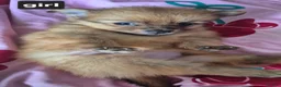Pomeranian dogs for sale: Fox face pomeranians - Advert 2