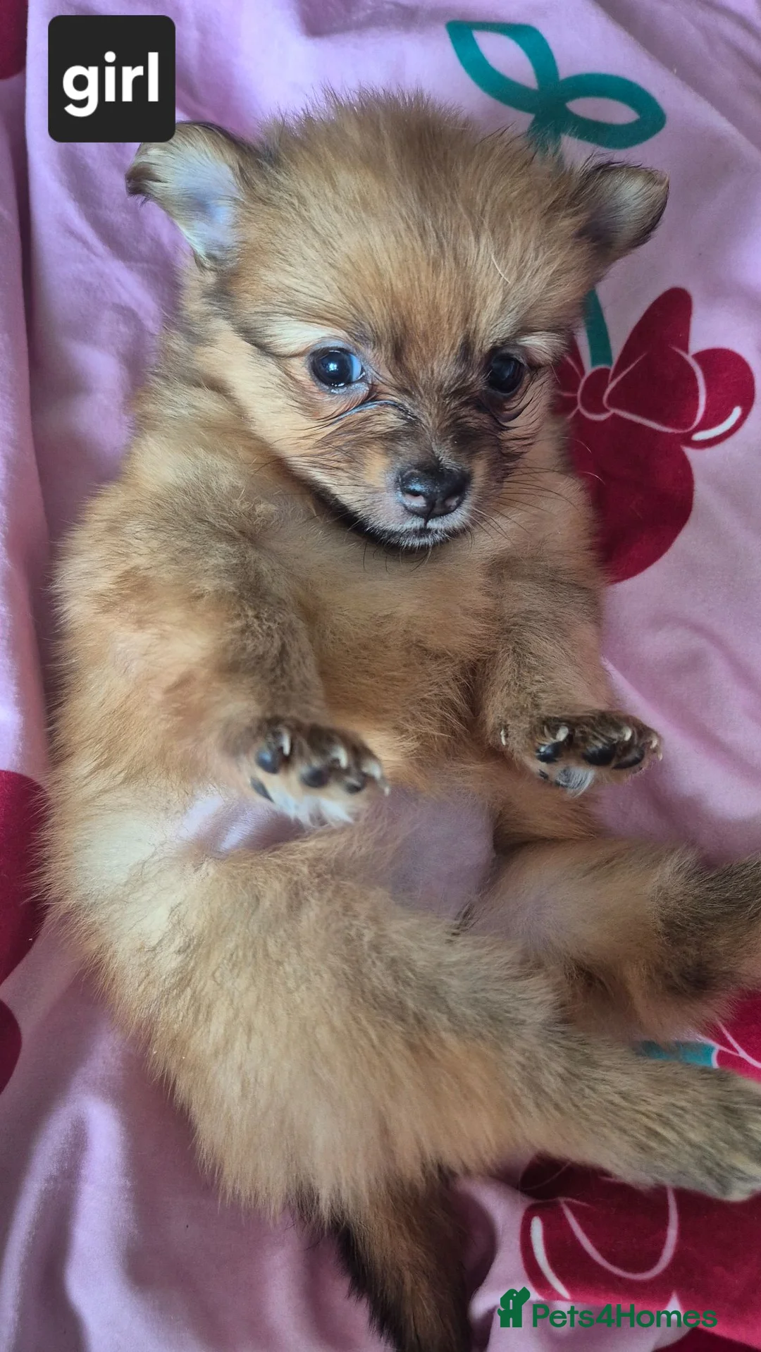 Pomeranian dogs for sale: Fox face pomeranians - Advert 2