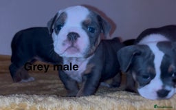 Olde English Bulldogge dogs for sale: Olde English bulldogs puppies  - Image 5
