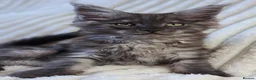 Maine Coon cats for sale: XXL Maine Coons Kittens Champion Sired  - Advert 15