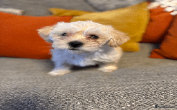 Mixed Breed dogs for sale: Maltese cross yorkshire cross shih tzu for sale - Advert 6