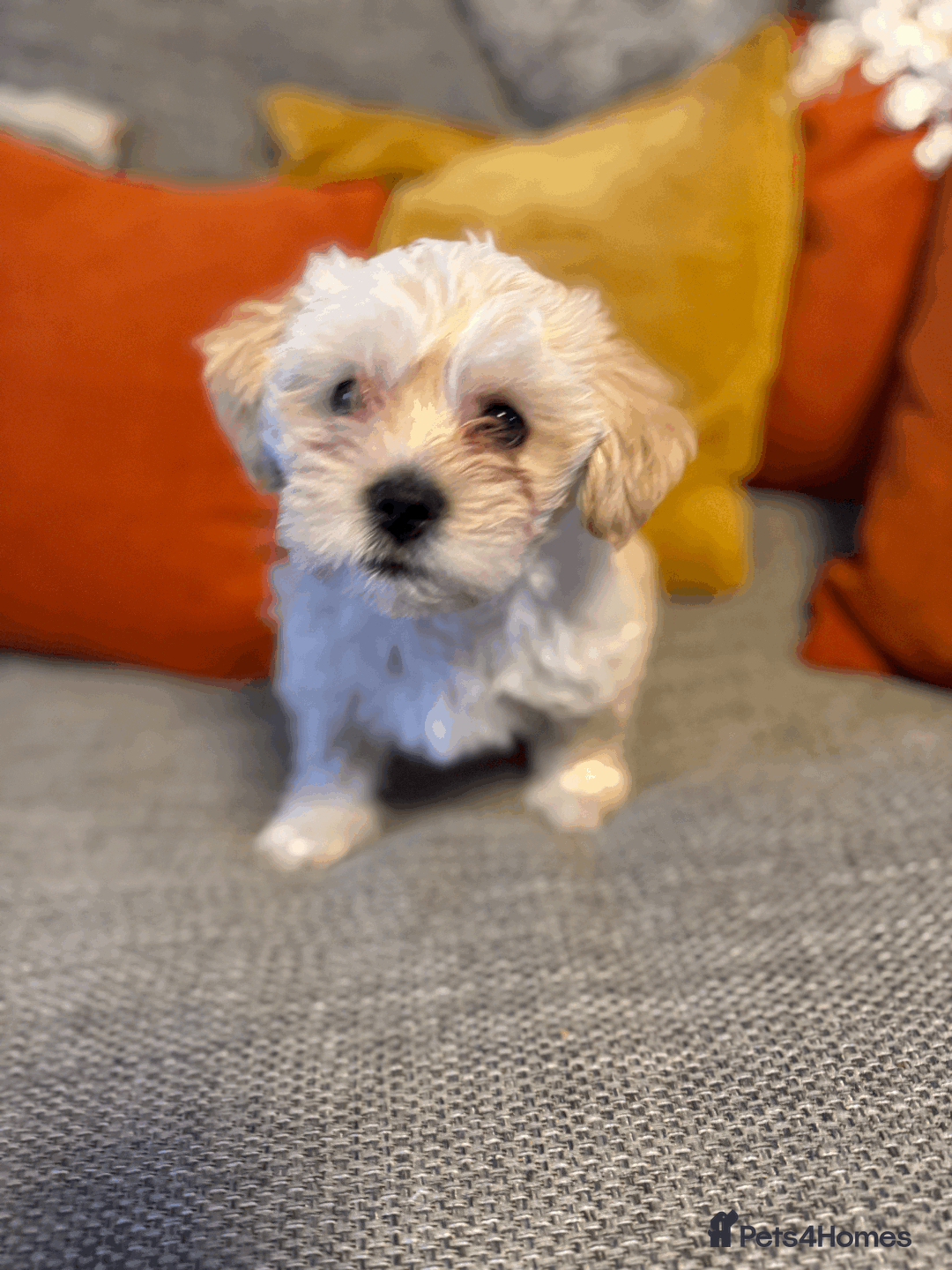 Mixed Breed dogs for sale: Maltese cross yorkshire cross shih tzu for sale - Advert 6