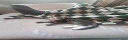 Mixed Breed cats for sale: Gorgeous kittens for sale - Advert 14