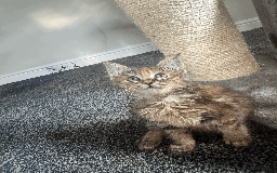 Maine Coon cats for sale: Adorable MaineCoon Ragdoll Cross Kittens Ready Now - Image 8