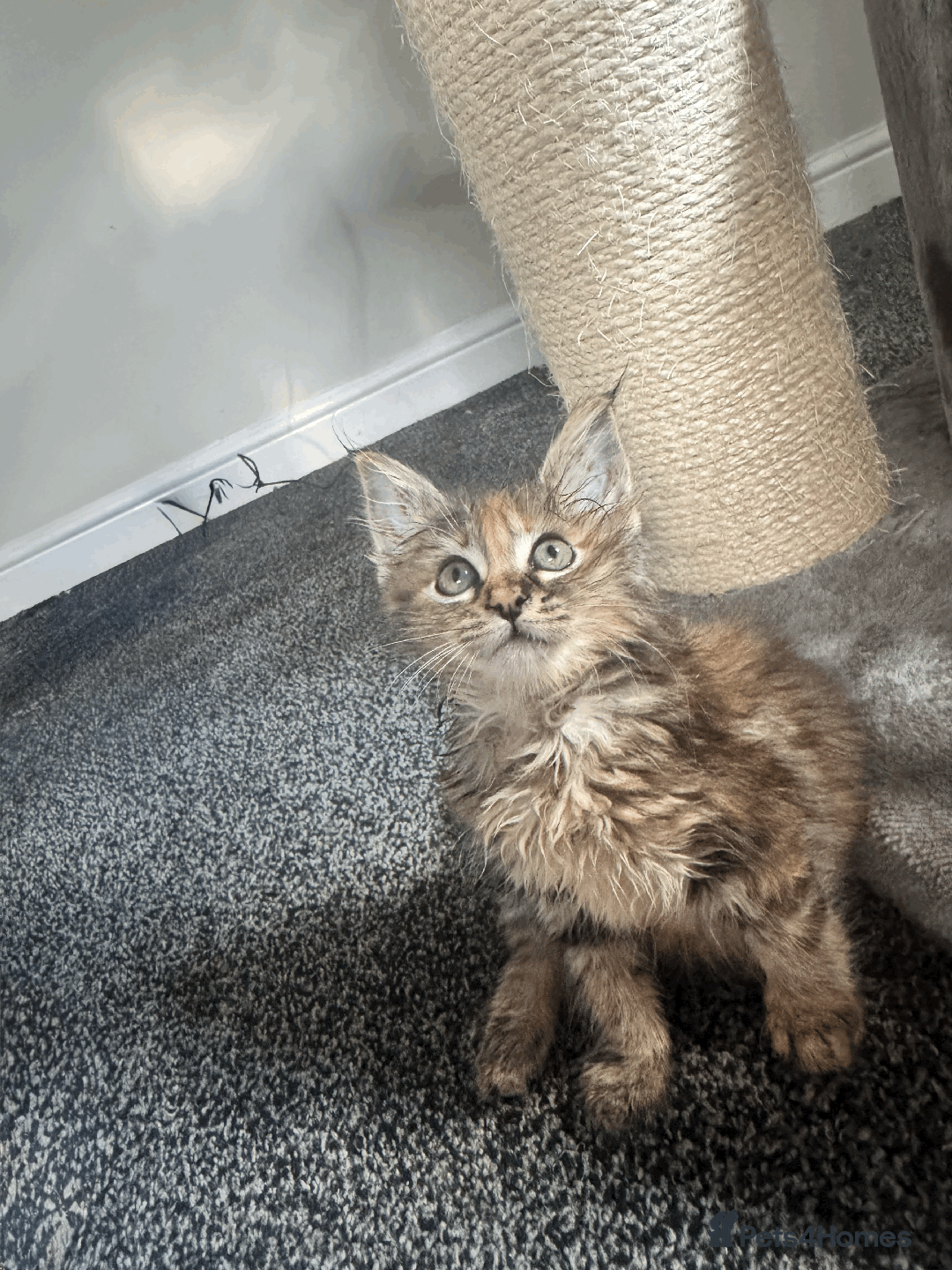 Maine Coon cats for sale: Adorable MaineCoon Ragdoll Cross Kittens Ready Now - Image 8