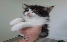 Maine Coon cats for sale: Beautiful Part Maine Coon Male Kitten - Image 13