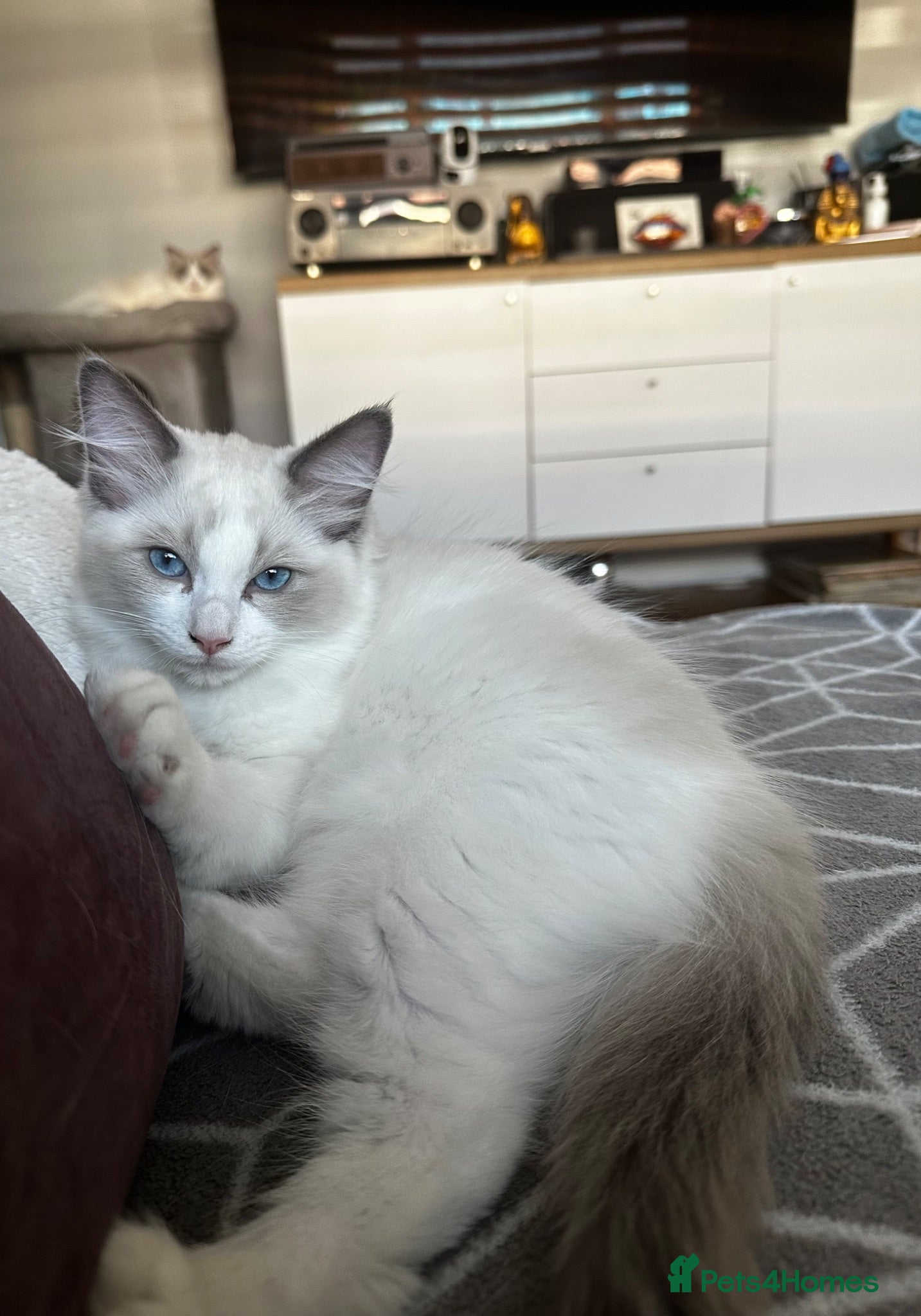 Ragdoll cats Last 1 left ragdoll  - Advert 17