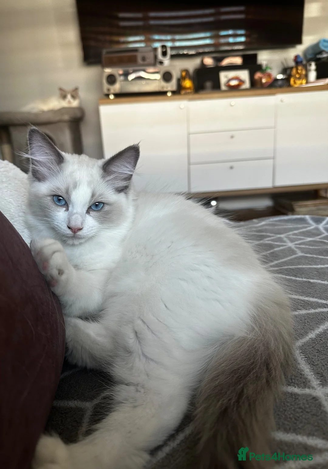 Ragdoll cats for sale: Last 1 left ragdoll  - Advert 1