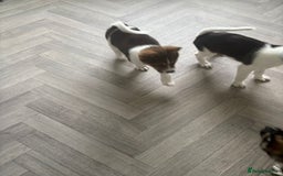Mixed Breed dogs for sale: American bulldog x akita - Image 3