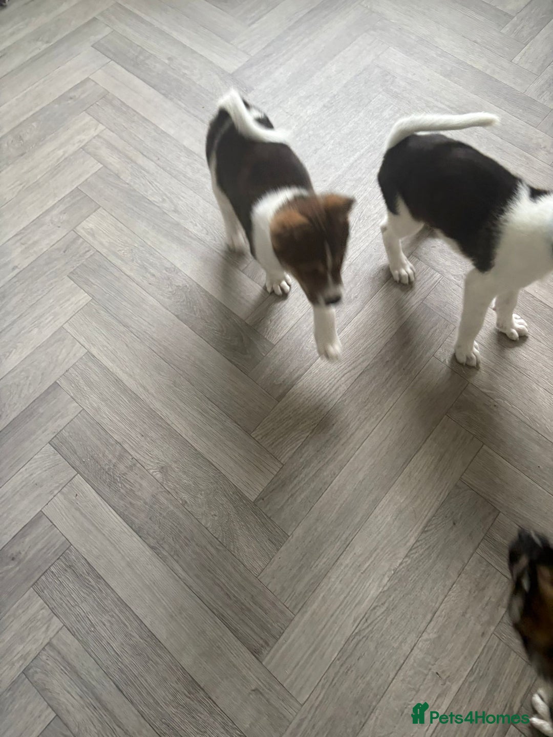 Mixed Breed dogs for sale: American bulldog x akita - Image 3