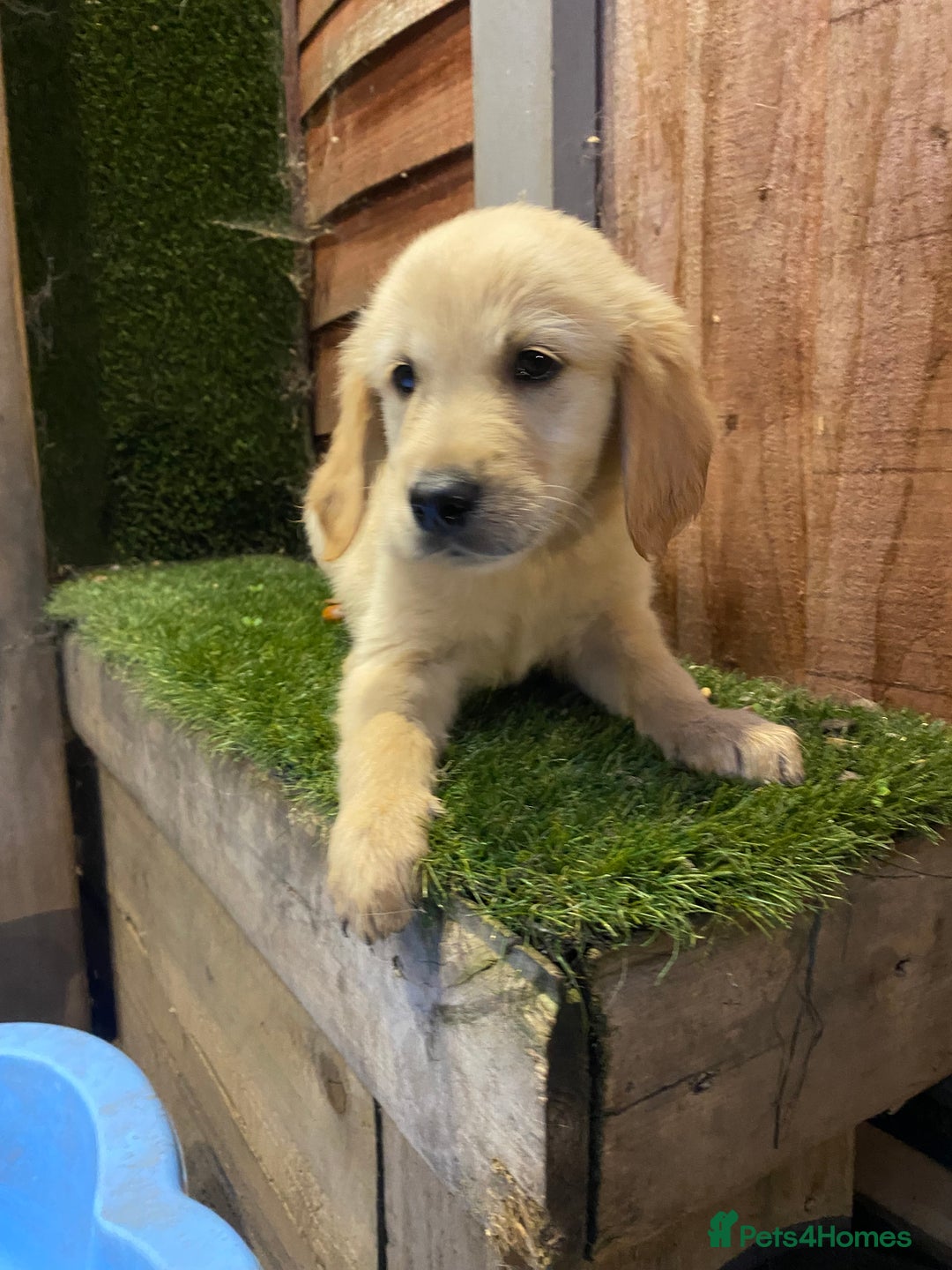 Golden Retriever dogs for sale: KC REGISTERED ®️ GOLDEN RETRIEVER PUPPIES 🐶 ❤️ - Image 10