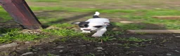 Jack Russell dogs for sale: Lovely Jack russell puppies - Advert 10