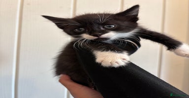 Domestic Shorthair cats - Advert 2