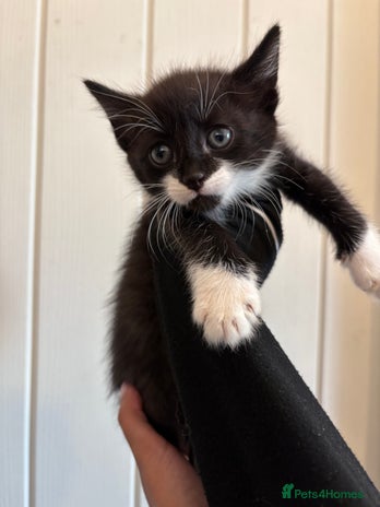 Domestic Shorthair cats - Advert 1