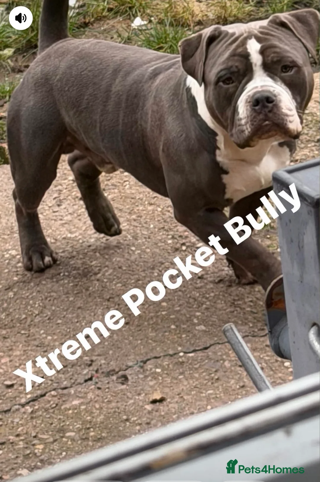 American Bully dogs for sale: Pocket bully’s  in Cradley Heath - Advert 2