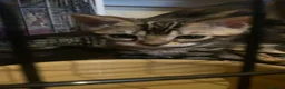 Bengal cats for sale: Gorgeous Marble Bengal Kittens - Ready Now - Advert 15