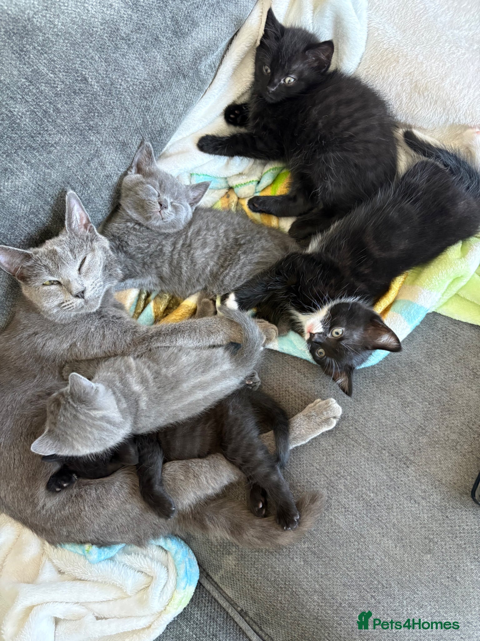 Mixed Breed cats Kittens for sale ready to go - Advert 1