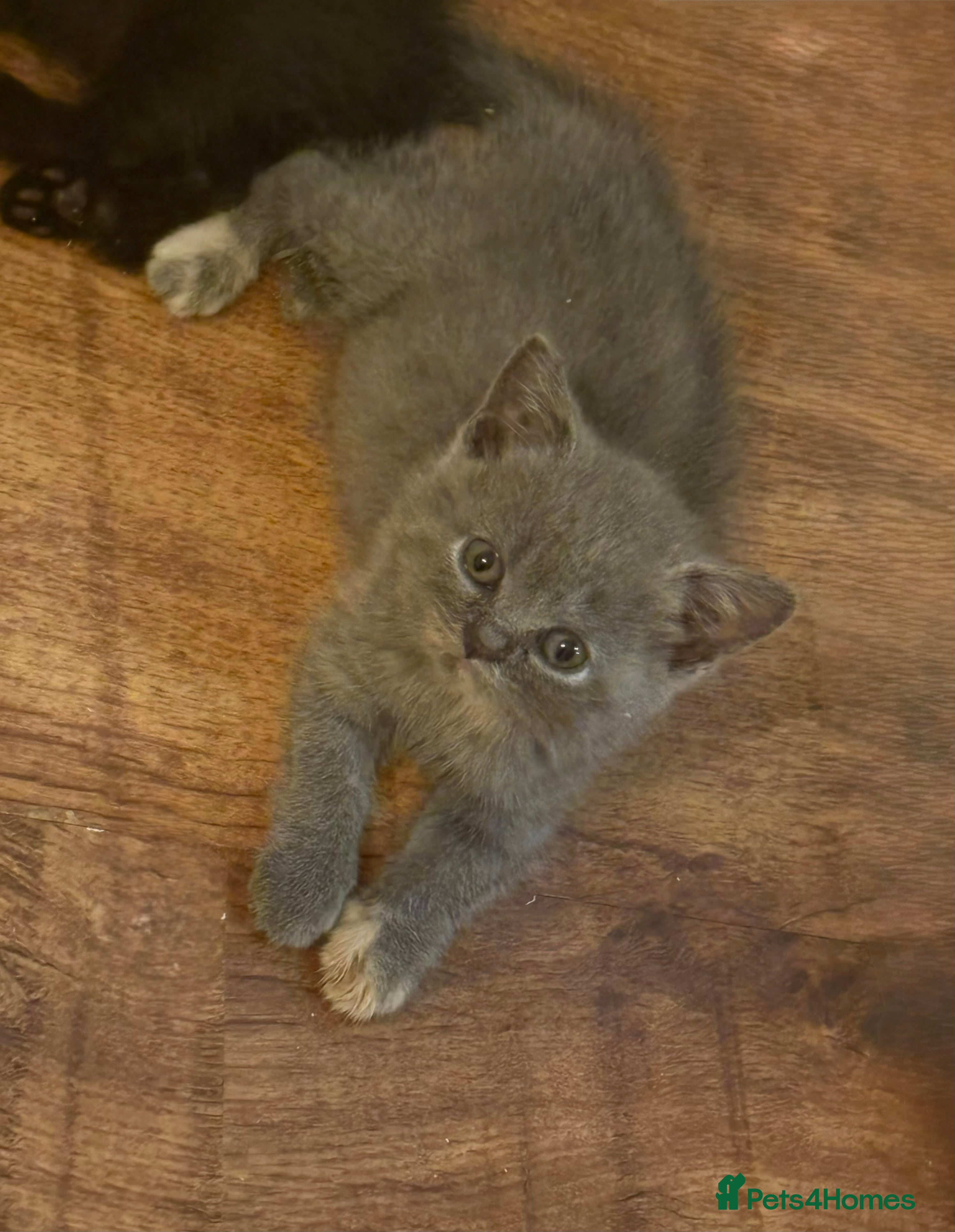 British Shorthair cats British short hair kittens  - Advert 2