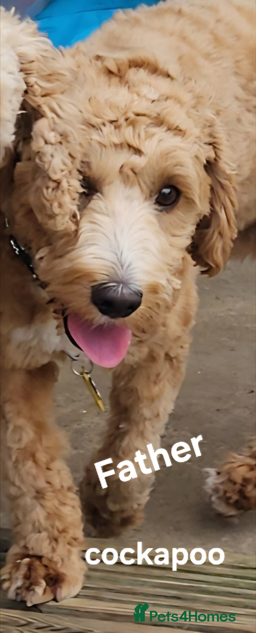 Cockapoo dogs for sale: Cockapoo puppies FB1 miniature poodle X Cockapoo  - Advert 2