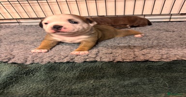 Staffordshire Bull Terrier dogs - Advert 3