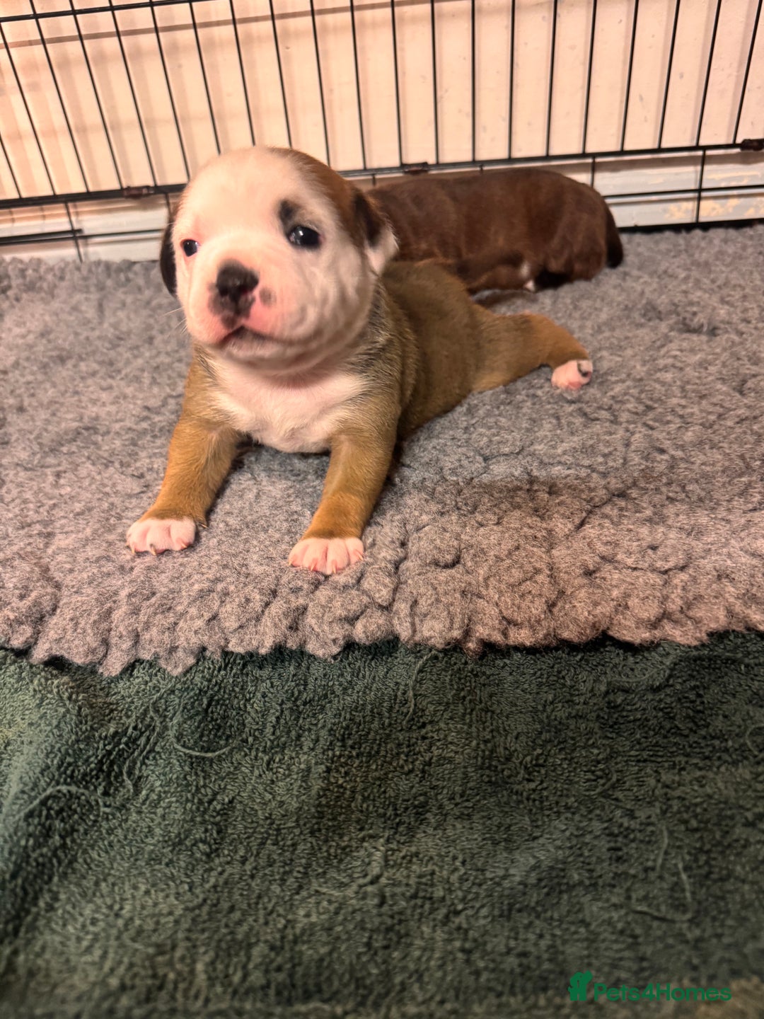 Staffordshire Bull Terrier dogs for sale: KC Staffordshire Bull Terrier - Image 2