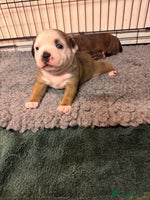 Staffordshire Bull Terrier dogs - Advert 2