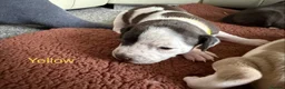 Staffordshire Bull Terrier dogs for sale: Beautiful staffy puppies in Billingshurst - Advert 5