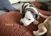 Staffordshire Bull Terrier 2