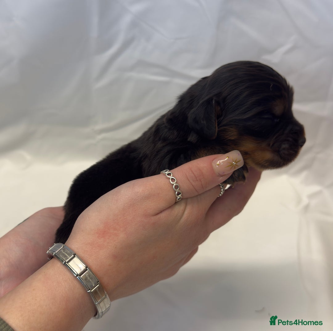 Cocker Spaniel dogs for sale: Bred From Extensively Health Tested Parents  - Advert 12