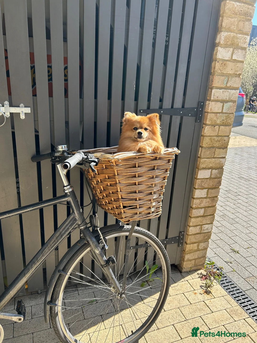 Pomeranian dogs for sale: 2-year-old Pomeranian looking for a new home - Advert 2