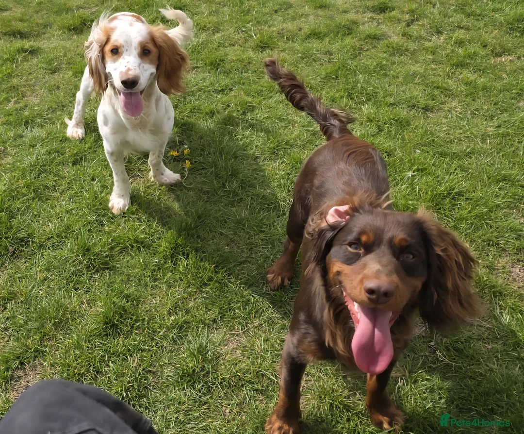 Cocker Spaniel dogs for sale: Cocker spaniel puppies  in Alford - Advert 10