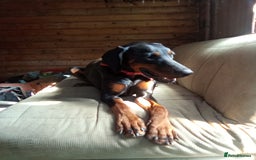 Dobermann dogs for sale: Rocky - Image 2