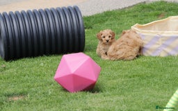 Cockapoo dogs for sale: Beautiful Cockapoo puppies for sale - Image 16