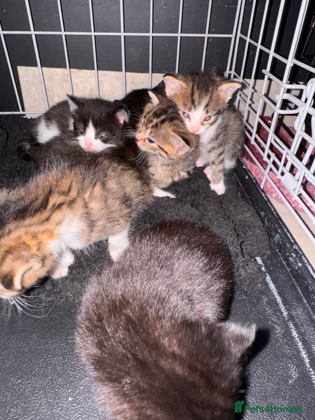 British Shorthair cats for sale: *** Absolutely Stunning Babies**** - Image 1