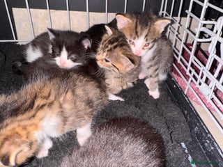 British Shorthair cats - Advert 23