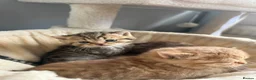 Scottish Fold cats for sale: Exceptional litter of Scottish fold/ straight😍😍 - Advert 6